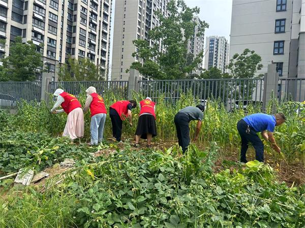 肥东经开区三十埠社区：整治毁绿种菜 提升环境品质1.jpg
