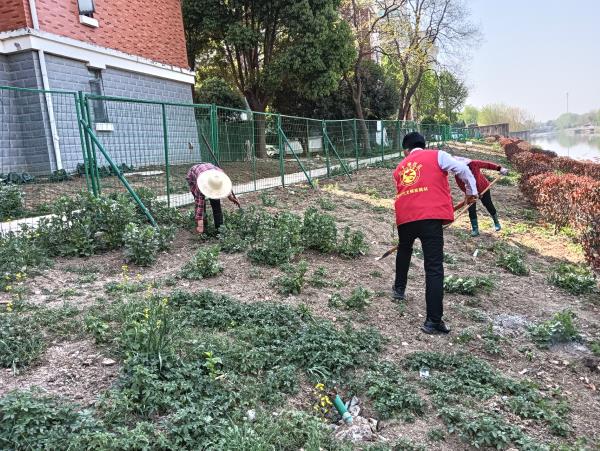 三十埠社区：清理违规种植  维护河道生态1.jpg